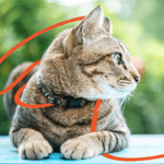 Mascotas. Gatos: Humano ideal , Pet -e- Püa