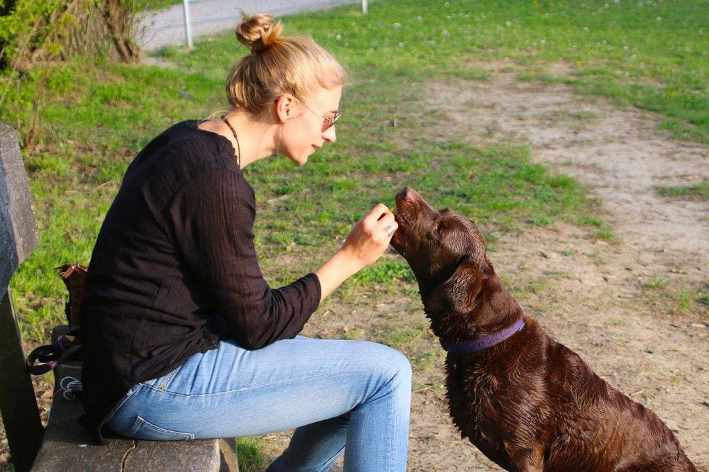 Una mujer alimentando a su perro labrador retriever marrón.
