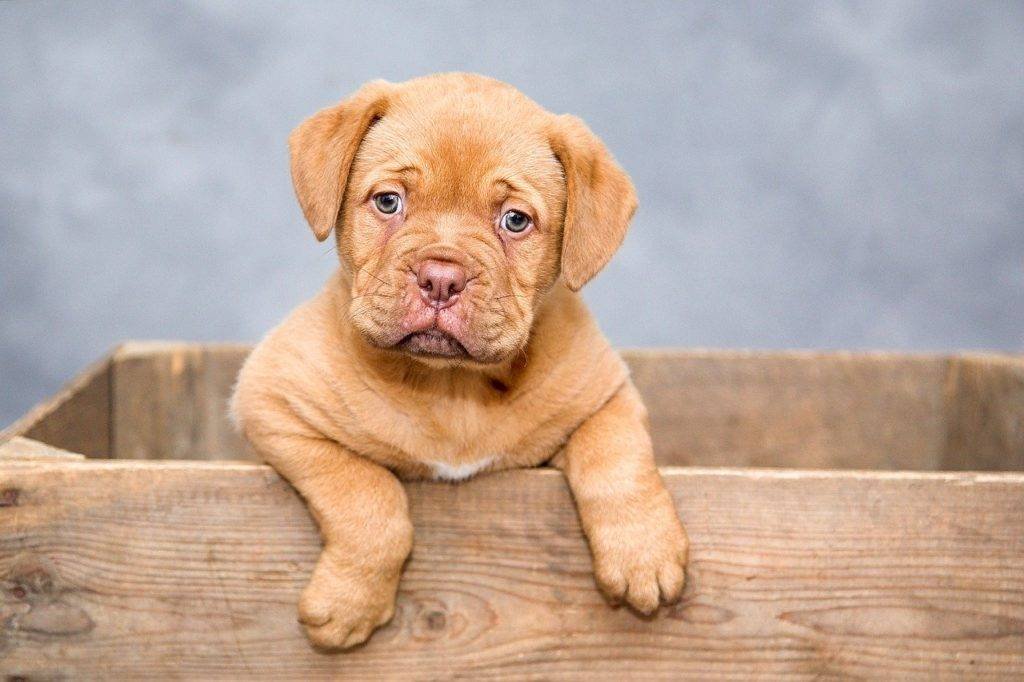 cachorro. perro s. Consejos para recibir a un cachorro en casa 🏠😍🐾