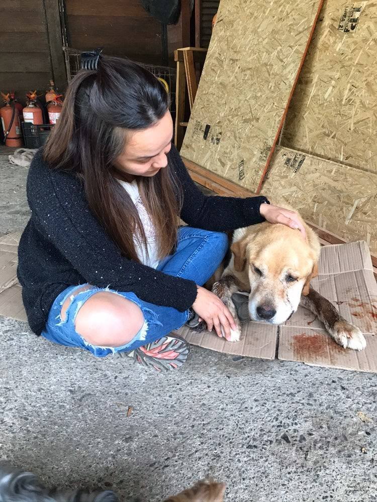 Héroes sin capa Pet-e-Püa