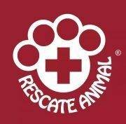 Rescate Animal Ecuador y su trabajo por la adopción de animales