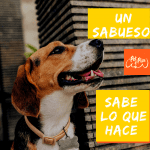 Close Up de un beagle, con un texto que indica "Un Sabueso sabe lo que hace".