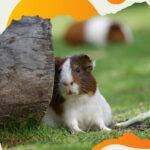 Un cobayo mascota de color blanco y marrón mirando fijamente, en la naturaleza.