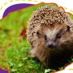 Erizo como mascota