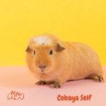 cobayos. cobaya Self. cobayas como mascota. petepua