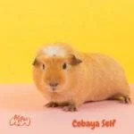 cobayos. cobaya Self. cobayas como mascota. petepua