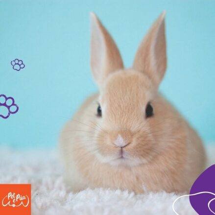 mascotas. pet. Un conejito marrón