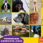 9 fotos de perros que adoran el agua