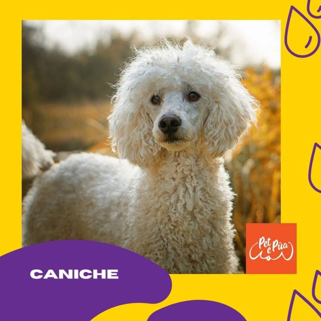 Perro caniche blanco