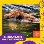 Chesapeake Bay Retriever