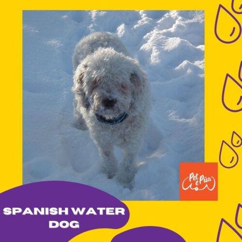 Spanish Water Dog: Guía Canina del Perro de Agua Español