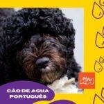 Perro de agua portugues. portuguese water dog. cão de agua português