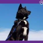 Buhund noruego perro.