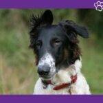 borzói. lebrel ruso. galgo rusos. galgo ruso borzoi