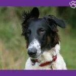 borzói. lebrel ruso. galgo rusos. galgo ruso borzoi