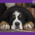 Boyero de berna. Perro de montaña de Bernese