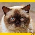 British Shorthair Cat. british shorhair. british short haired cat. shorthair gato