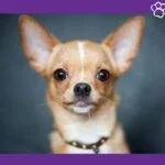 Close Up de perro Chihuahua cabeza de ciervo de color marrón mirando fijamente sobre un fondo oscuro.