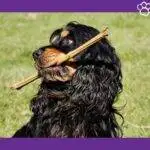 Cocker Spaniel. petepua. razas de perros según AKC. perros cobradores de caza. Perros según FCI