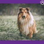 Collie de pelo largo. rough collie. collie.