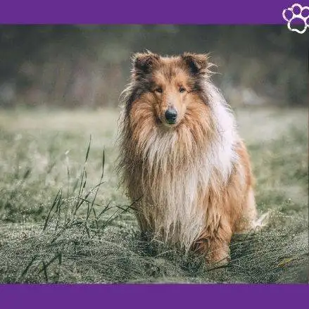Collie de pelo largo