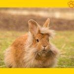 Conejo cabeza de león en la naturaleza