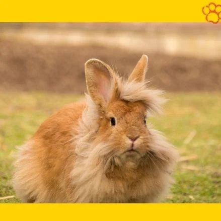 Conejo cabeza de león en la naturaleza