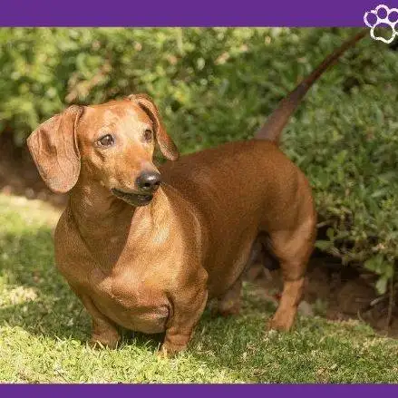 Dachshund pelo corto. Tipos de dachshund. perros, mascotas, petepua. pet-e-püaa