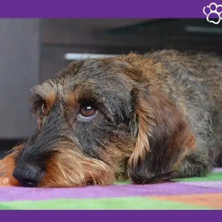 Tipos de dachshund. Dachshund pelo duro. perros. mascotas.pet