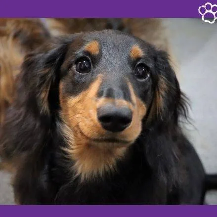 Tipos de dachshund. Dachshund pelo largo, perros. mascotas. pet-e-pua. petepua