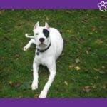 Dogo argentino blanco y negro sentado en el césped.