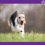 wired fox terrier. grupo 4 AKC. Grupo III FCI - Terriers. Fox-terrier-de-pelo-duro.-perros-.-mascotas.-petepua-.-pet-e-pua