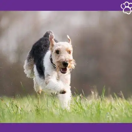 Grupo III - Terriers. Fox-terrier-de-pelo-duro.-perros-.-mascotas.-petepua-.-pet-e-pua