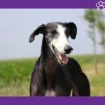 spanish greyhound. galgo español