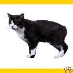 manx cat. Gato manés. gato manx. Gatos . mascotas. pet -e- püa