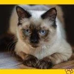 Ragdoll cat. Gato Ragdoll. Gatos gigantes