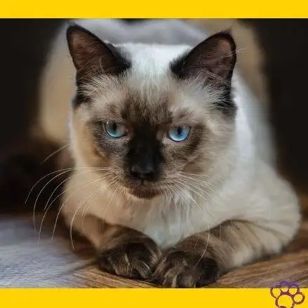 Ragdoll cat. Gato Ragdoll. Gatos gigantes gatos mascotas. petepua