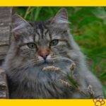 Gato bosque de noruega. gato vikingo.mascotas. petepua