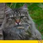 Gato bosque de noruega. gato vikingo.mascotas. petepua