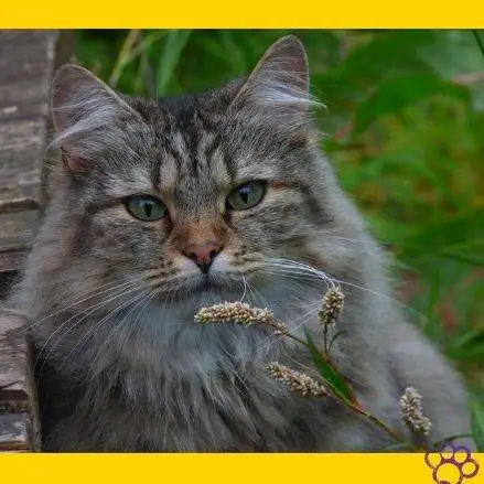 Gato bosque de noruega. gato vikingo.mascotas. petepua