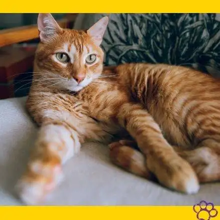 Gato naranja. Gatos. mascotas. pet -e- püa. petepua