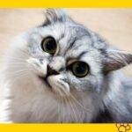 Gato persa. gatos. mascotas. petepua. pet -e- püa