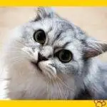 Gato persa. gatos. mascotas. petepua. pet -e- püa