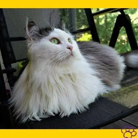 Gato siberiano.