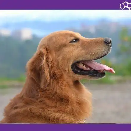 Golden retriever. golden retriever precio. perro raza golden. imagen de un perro. golden retriever tamaño.