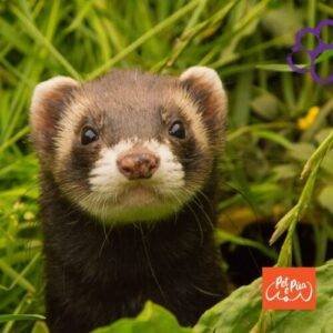 Hurones. mascotas. pet. huron estandar