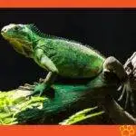 Iguana verde. Iguanas. Mascotas. Pet -e- Pü, petepua