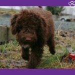 lagotto romagnolo. lagotto perro. lagotto. tartufo lagotto romagnolo. lagotto romagnolo italiano. lagotto romagnolo trufero