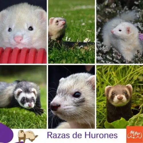 Razas de hurones. Clasificación y taxonomía del hurón