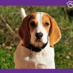sabueso beagle
